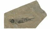 Devonian Lobed-Fin Fish (Osteolepis) Fossil - Scotland #231967-1